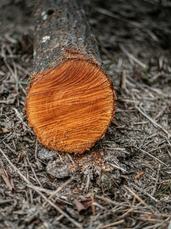 the brown, circular piece of wood is laying on dry grass