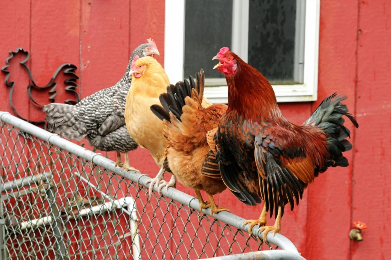 two chickens standing on top of a fence