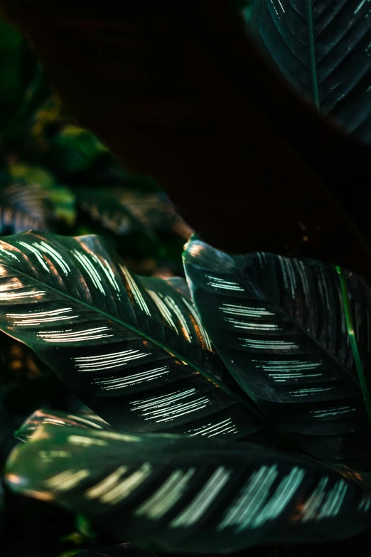 the underside of a green leaf that has a pattern