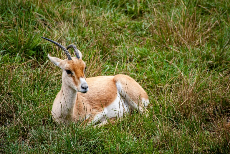 a goat laying down in some tall grass