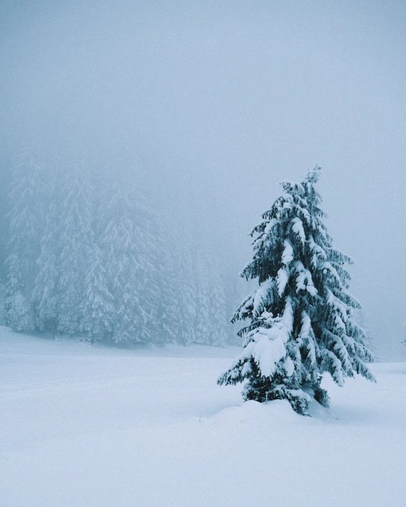 snowy evergreen trees in the foreground and a sky background