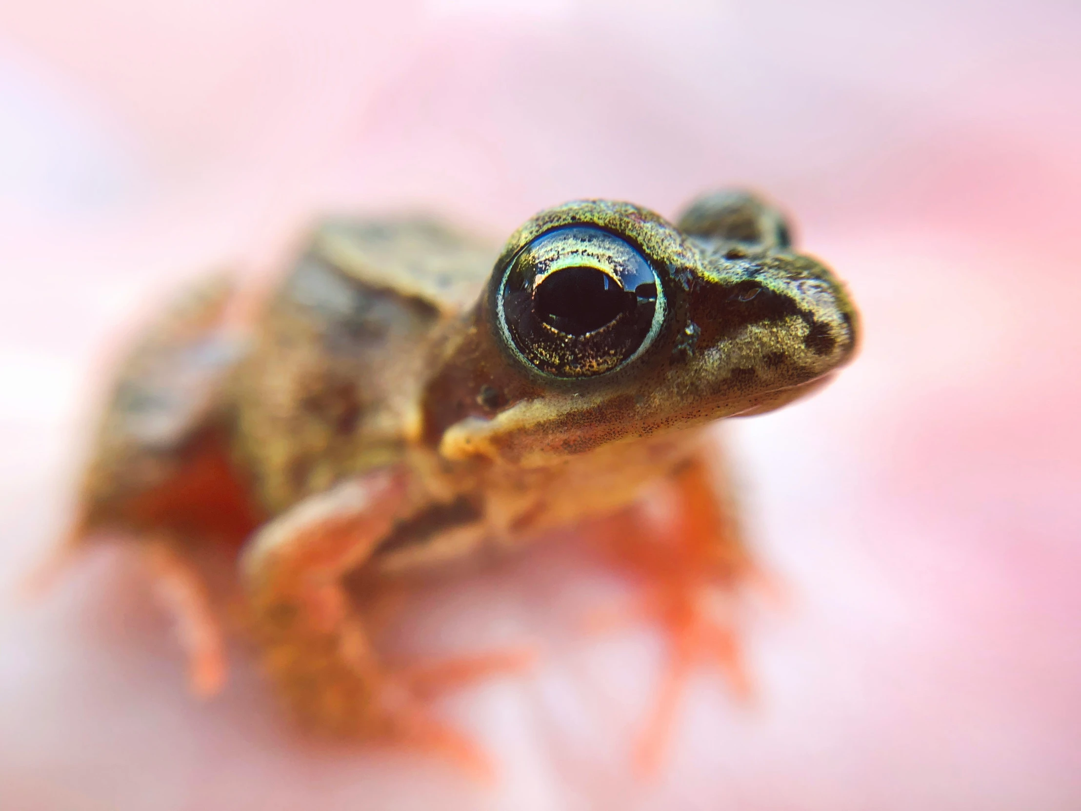 a close up of a tiny geckoe on a pink surface