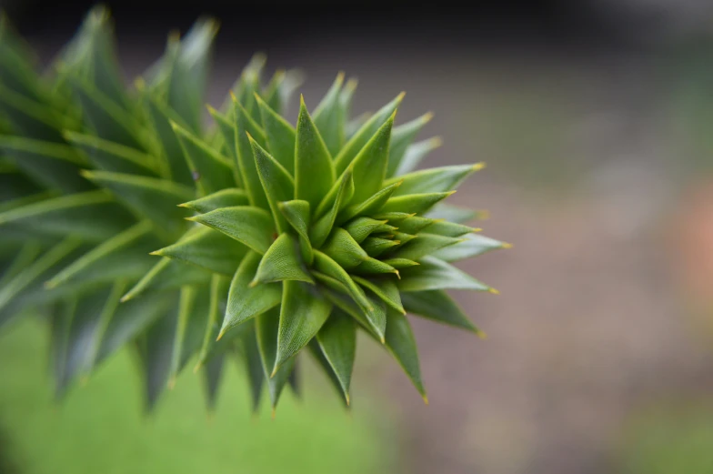 the top part of a plant, with some very tiny leaves