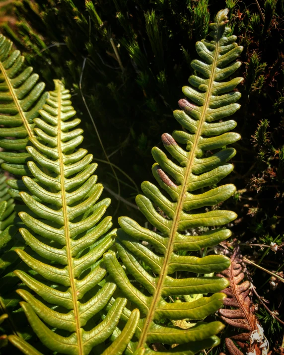 fern leaves standing in the sun and green