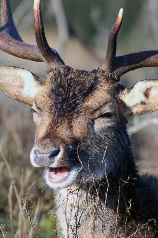 a close up of a deer in a field