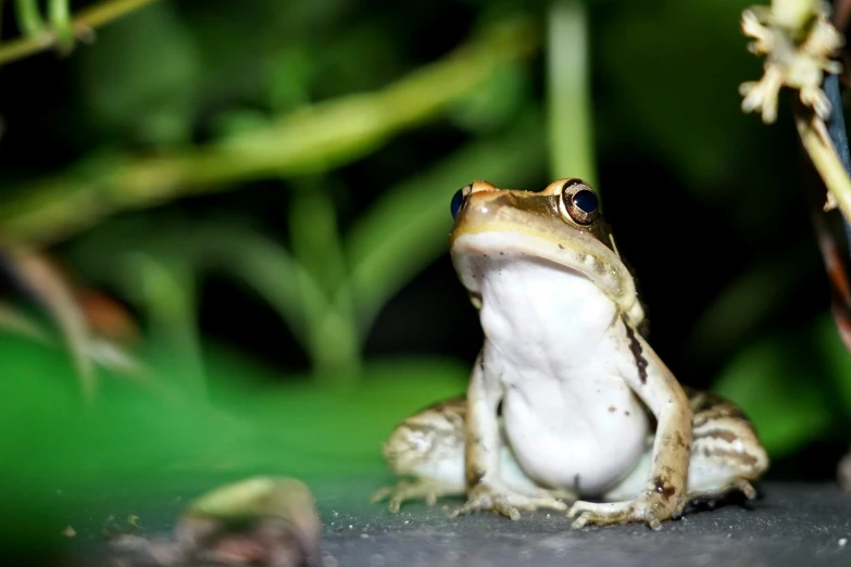 a small frog sitting on a rock in front of green grass