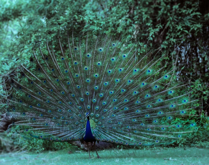 the peacock is spreading its feathers in front of it's surroundings