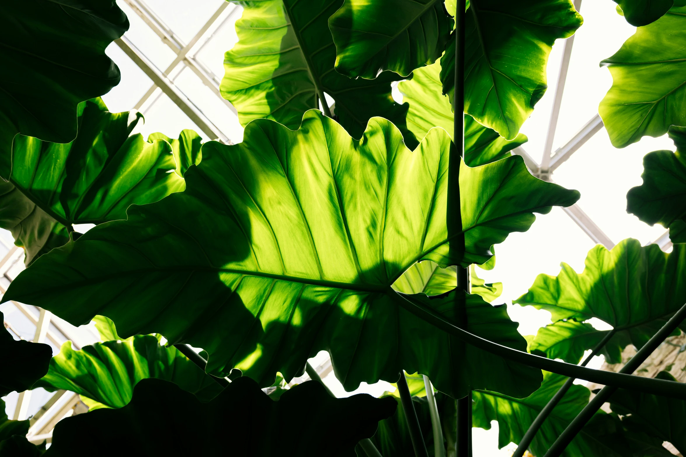 large leaves growing in an indoor greenhouse on the side of a building