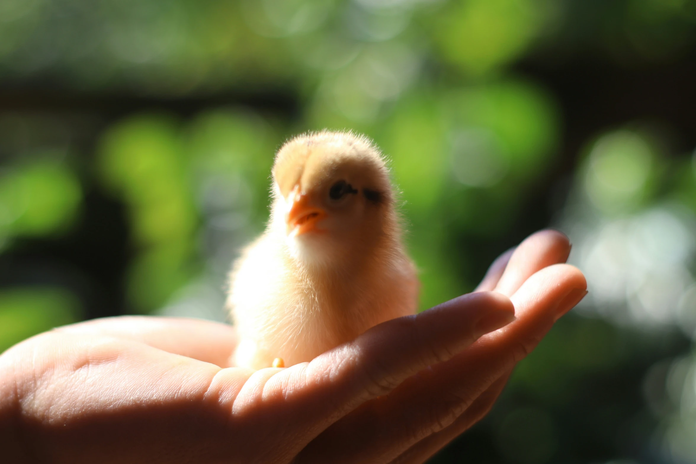 a yellow chick sits on top of a human hand