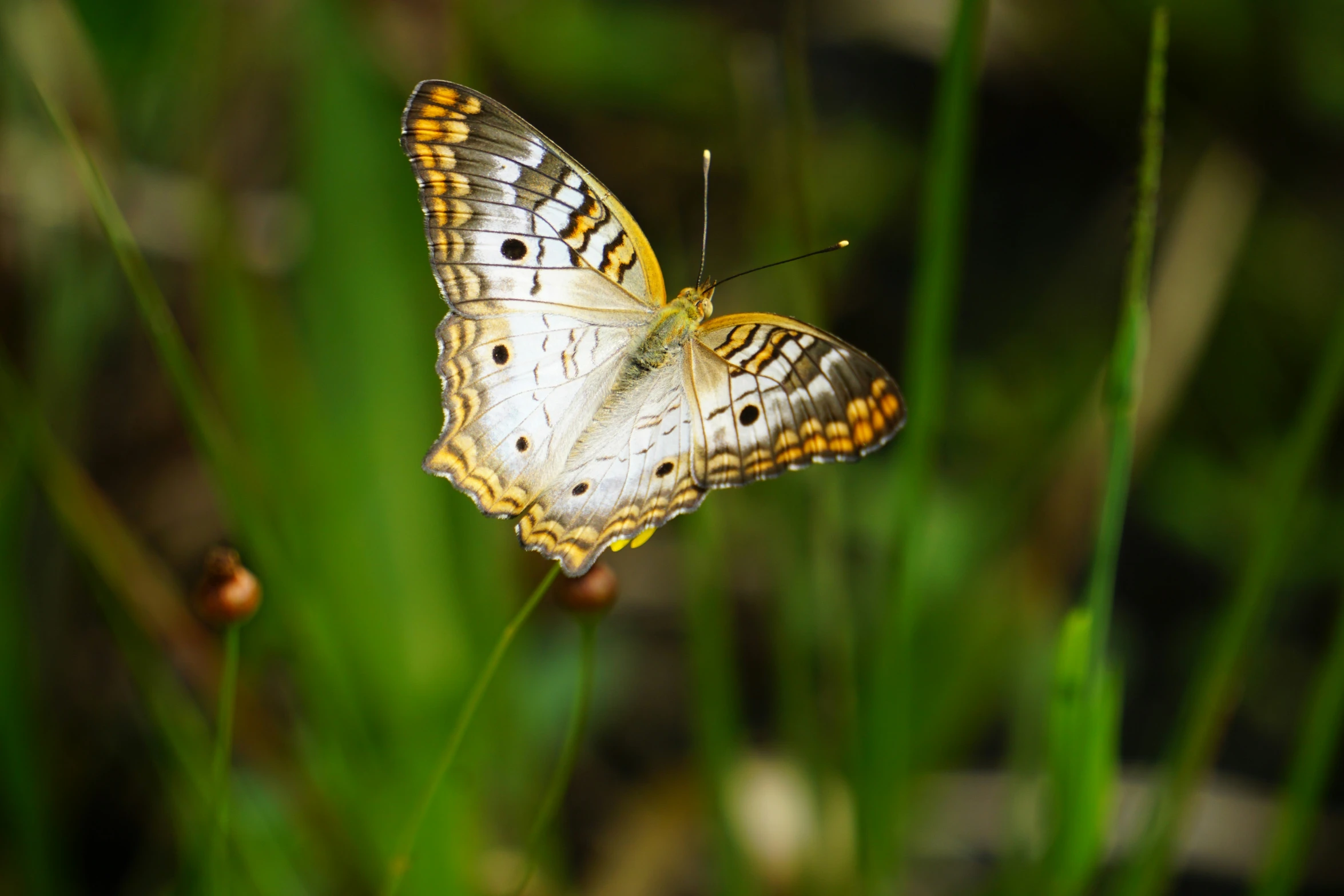 two white erflies resting on some green leaves