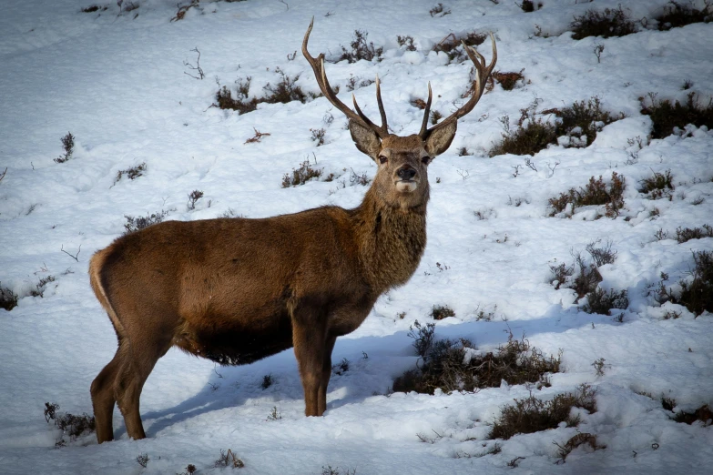 an elk in snow with antlers on its horns