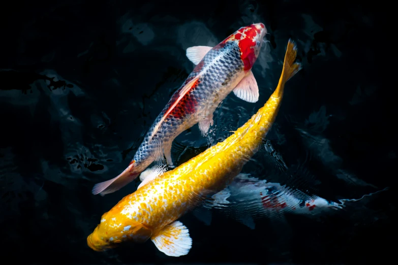two large fish swimming next to each other on the water