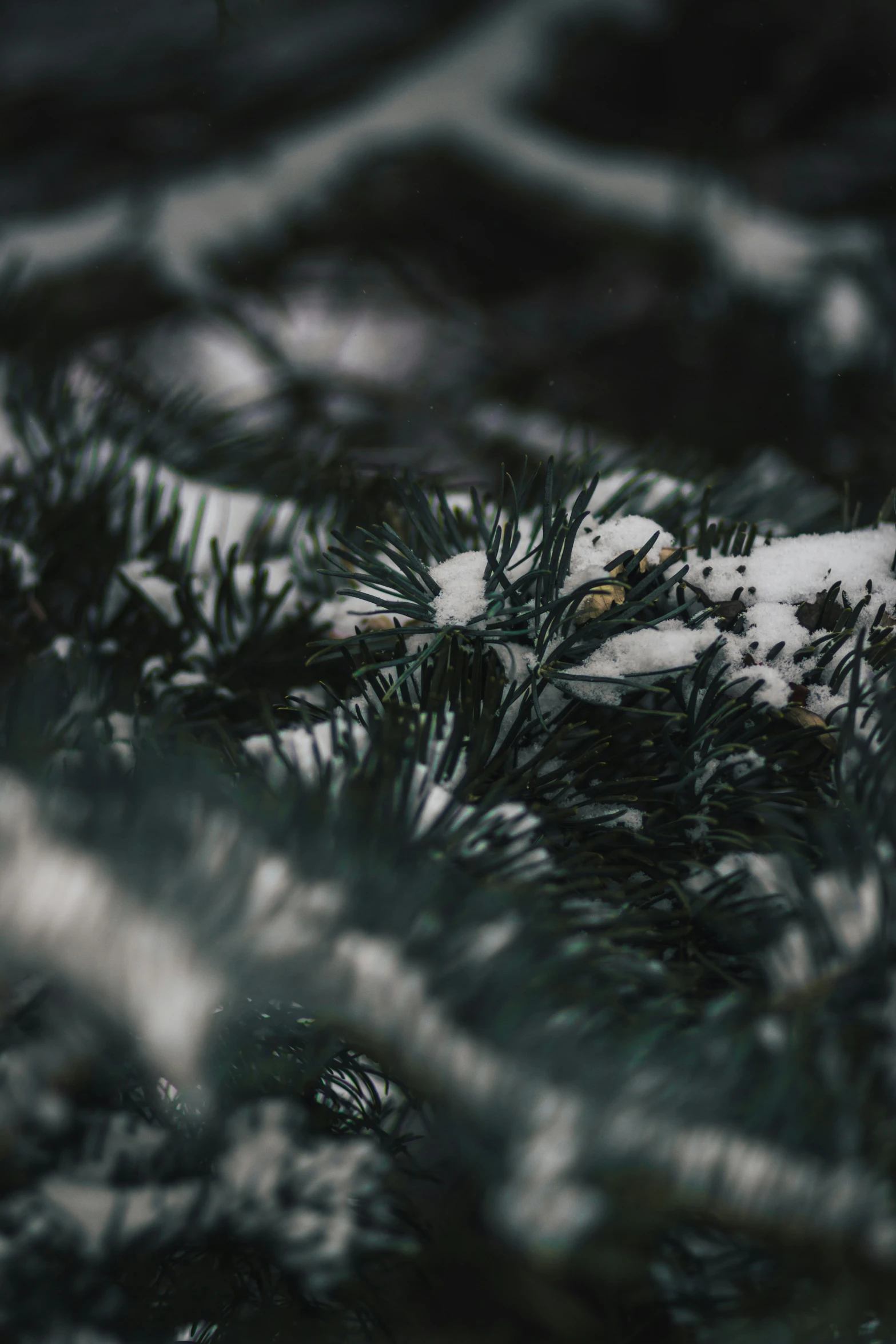 snowy trees in the midst of a forest