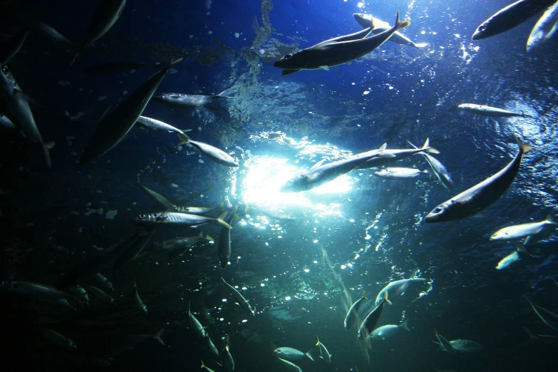 a bunch of fish swimming next to each other on a blue background