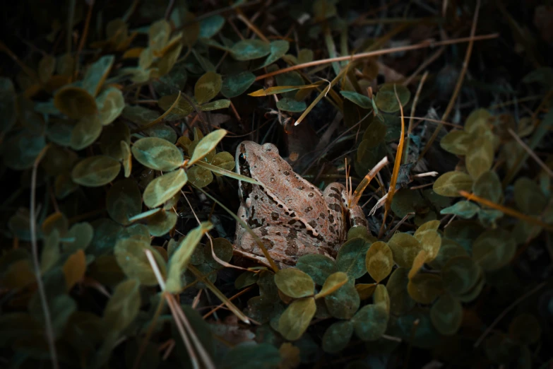 a brown and black frog among green foliage