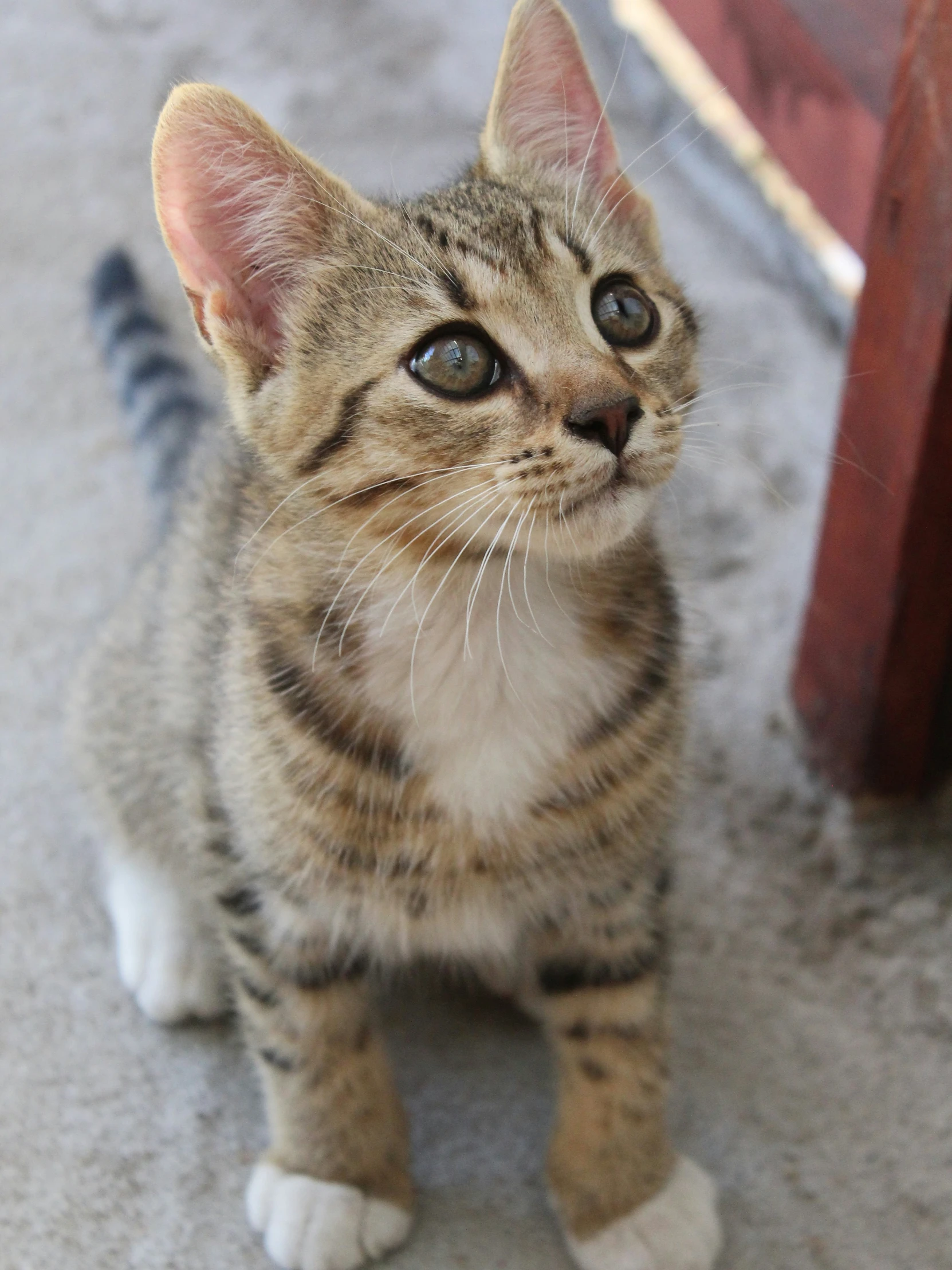 a kitten looks up while standing in front of a wood door