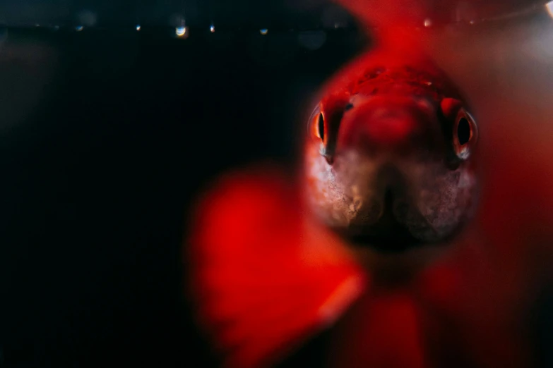 an extreme close up s of a fish