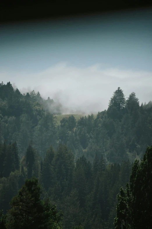 fog covering the tops of some trees in a wooded area