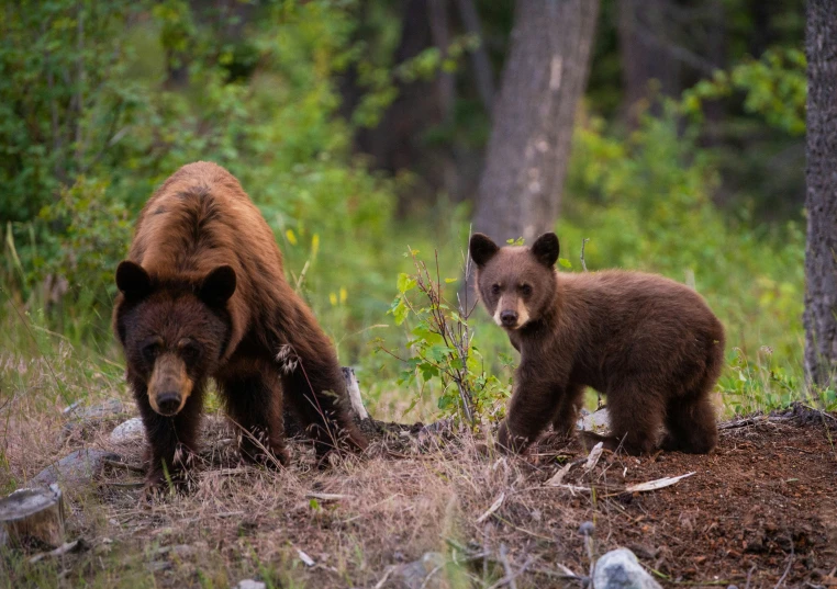 two brown bears are in the woods walking