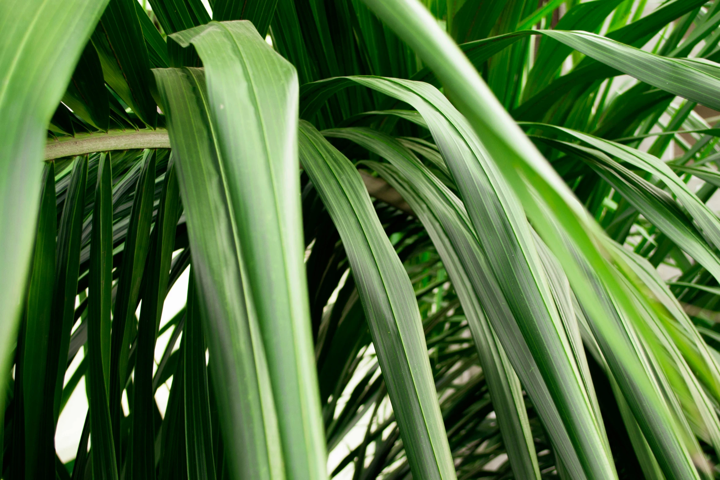 close up of tropical leafy plants in sunlight