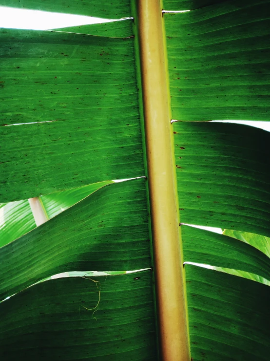 a green plant leaf has white streaks on it