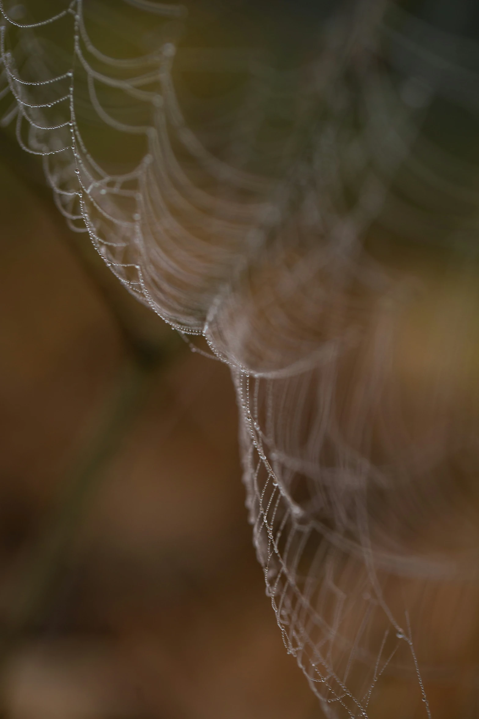 the spider web has water drops on it