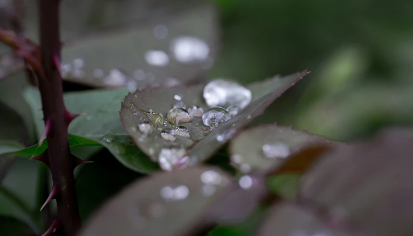 a cluster of raindrops are gathered on a leaf