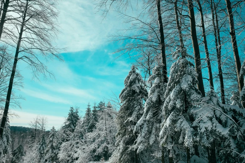 a blue sky above snow covered trees in the winter