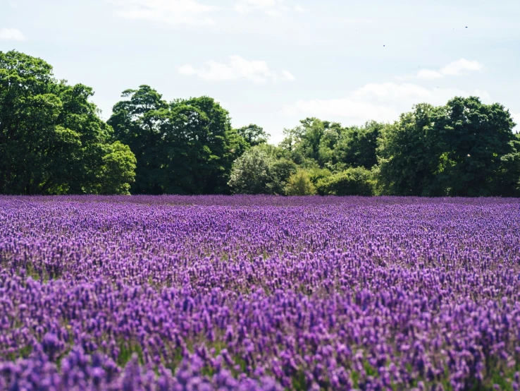 some trees bushes and a field of purple flowers