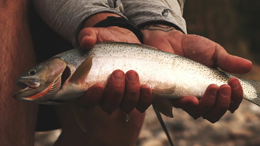 a fish that is being held in someone's hand