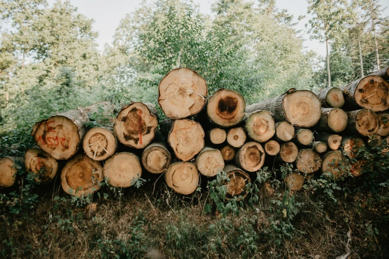 an image of a large group of logs