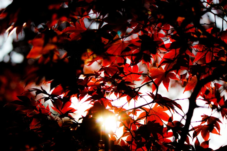 the sun shining through red leaves over the trees