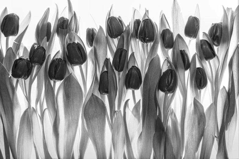 black and white pograph of flower stems against a sky background