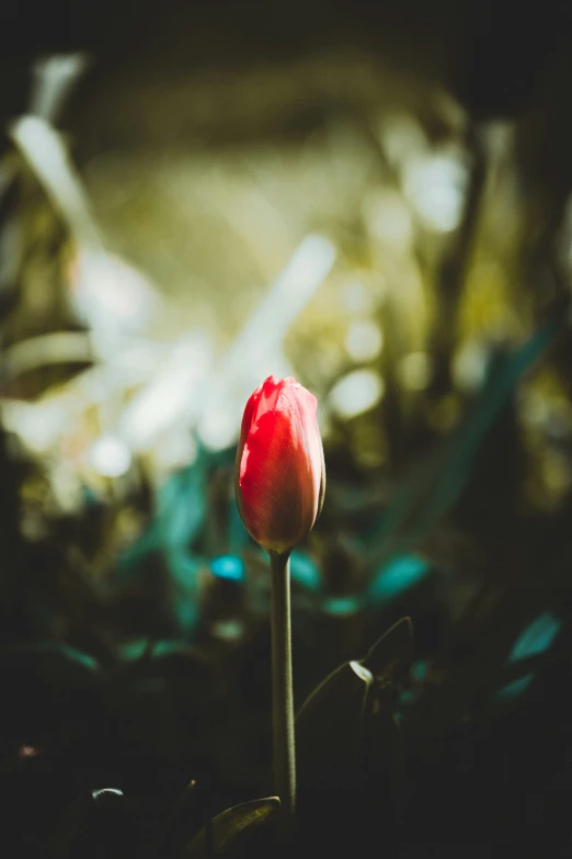 a single red flower in the middle of a ground