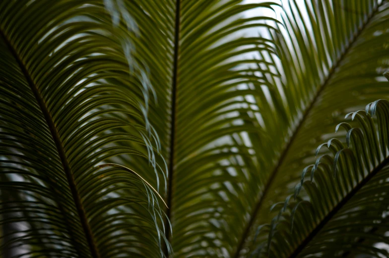 a close up po of leaves in a tropical climate