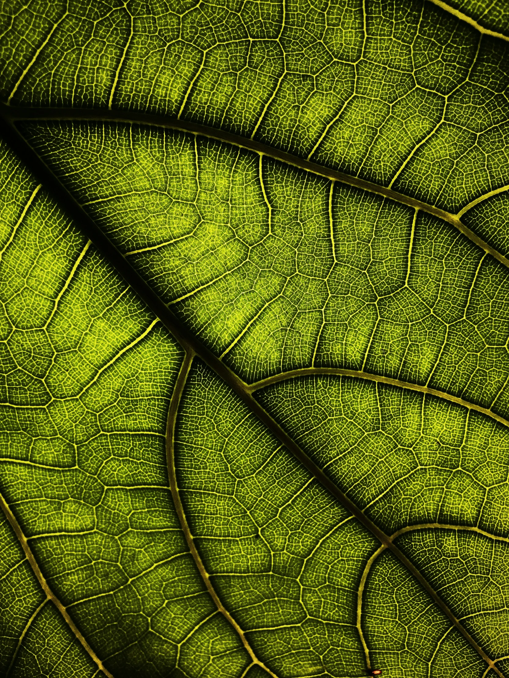 the center section of a large green leaf