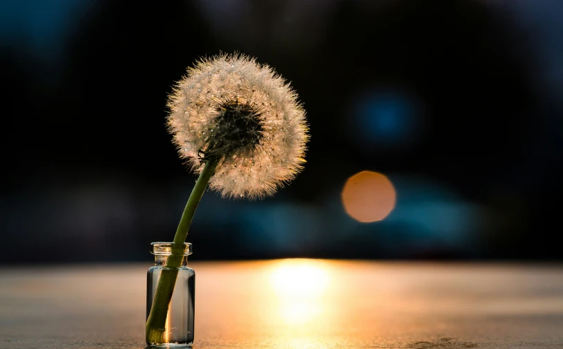 a dandelion sitting in a small glass vase
