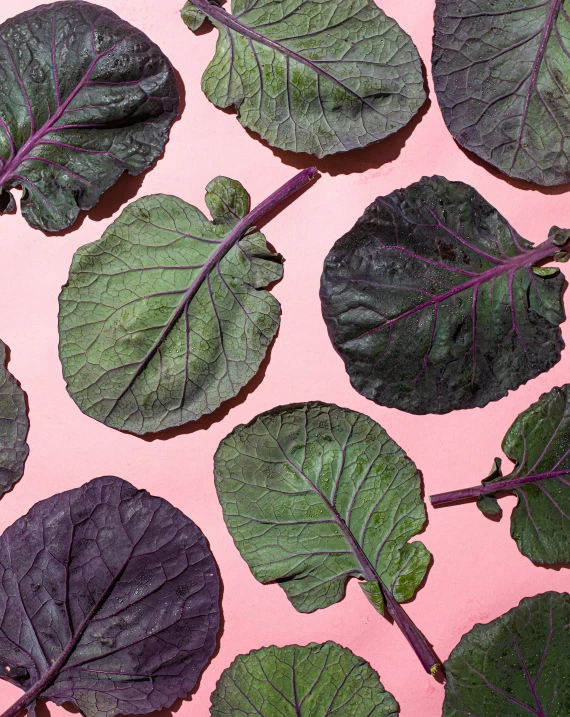 several leaves of plant growing on a pink surface