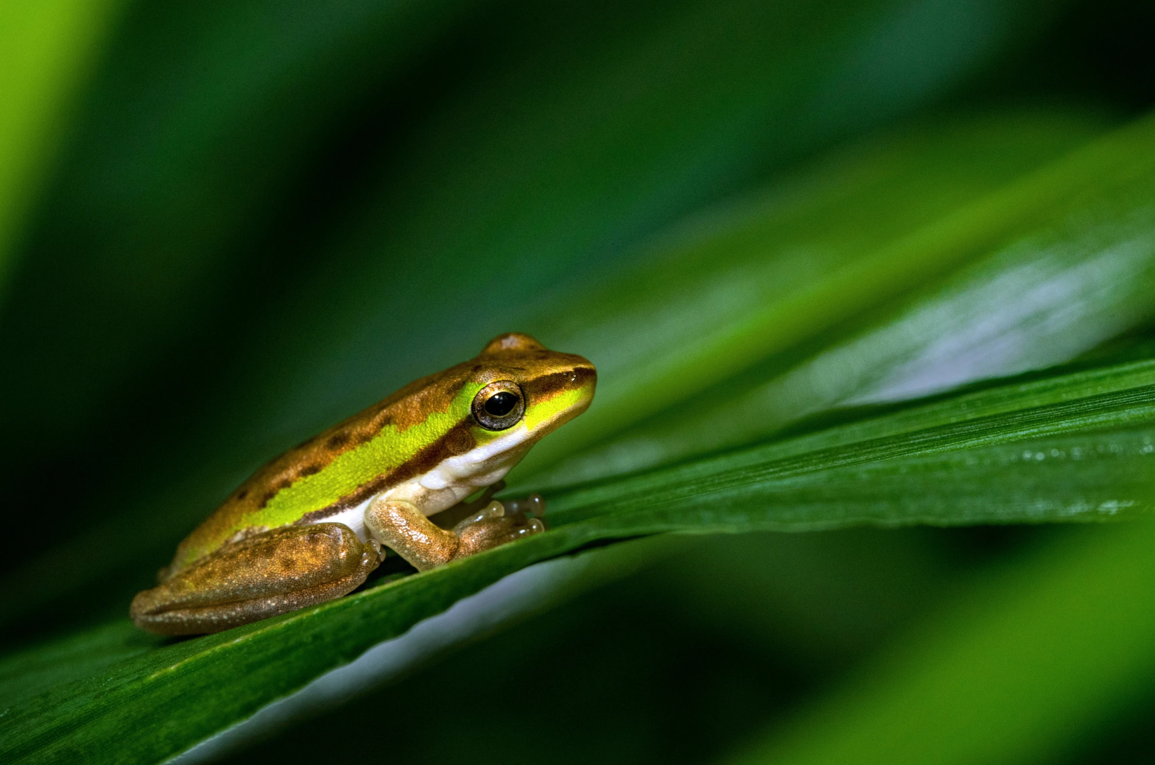 a green and yellow frog sits on a leaf