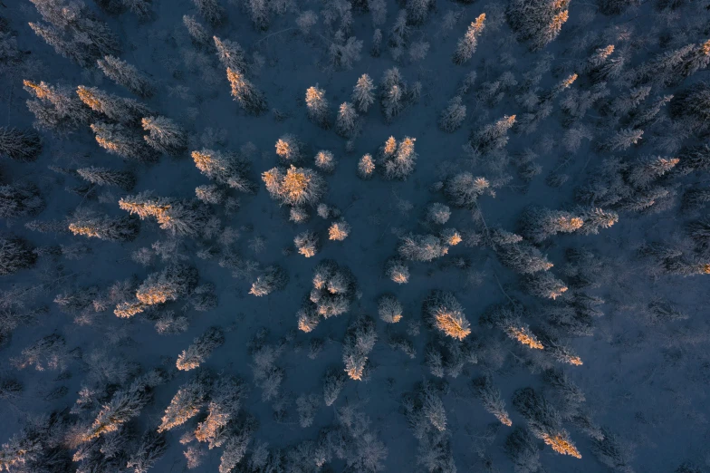 an overhead view of a group of trees with the sky in the background