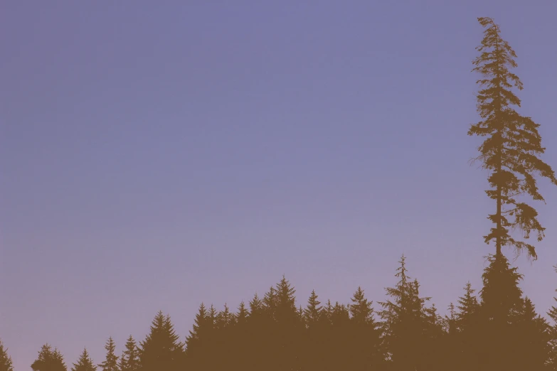 the silhouette of the tree tops against a purple sky