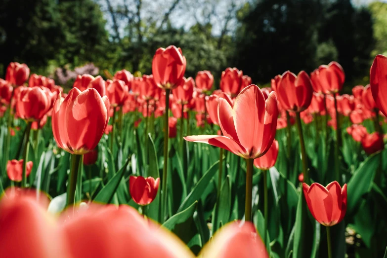 large group of red flowers growing together