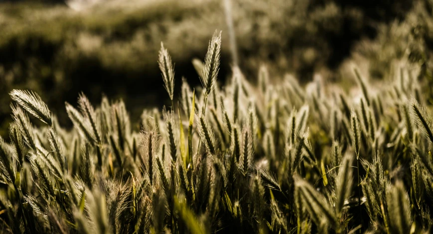 some grass that is almost out of focus