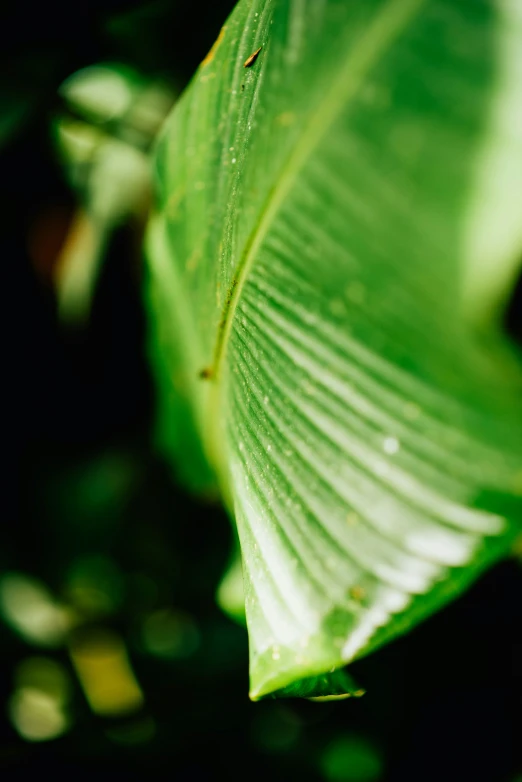 a green leaf on the ground