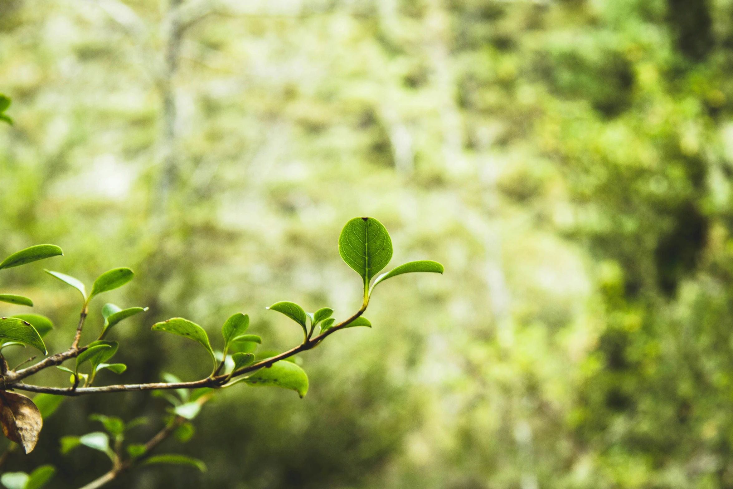 some leaves and a nch of a tree