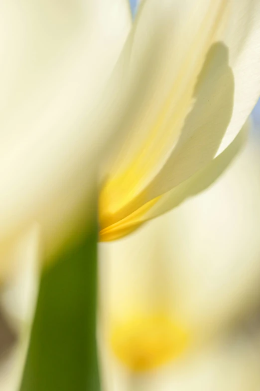 some white flowers with yellow centers and a blue background