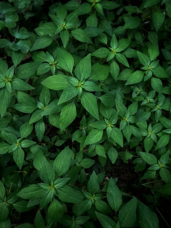 the background of many green plants and leaves