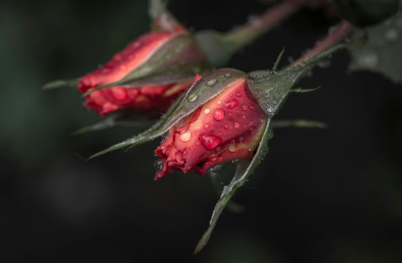 a couple of red roses with water droplets on them