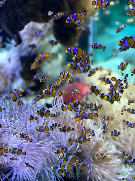 a group of yellow and purple fish swimming over white corals