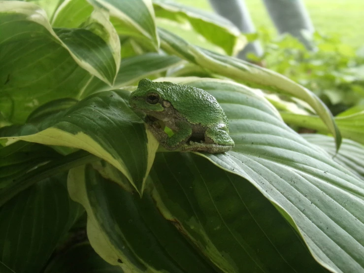 a green frog with white spots sits on top of a plant
